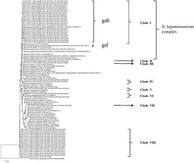 Rhizobiumacaciae and R. anhuiense are the dominant rhizobial symbionts of Pisum sativum L. from Yunnan-Guizhou Plateau